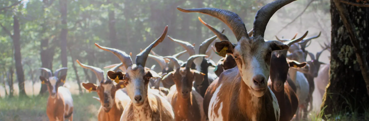 Troupeau de chèvres