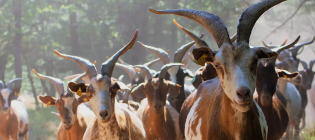 Troupeau de chèvres