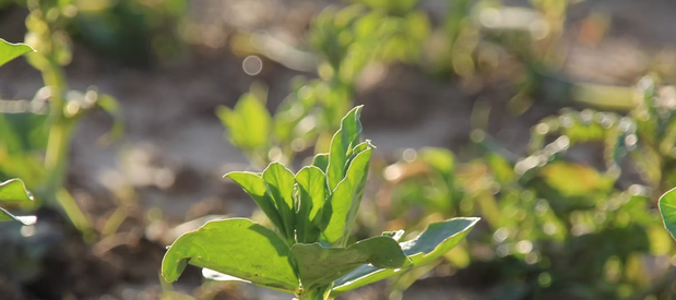 champ avec pousse de légumes