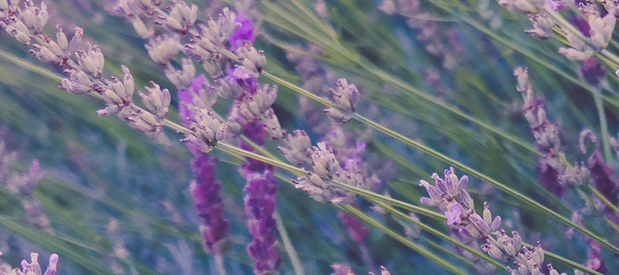 Lavande