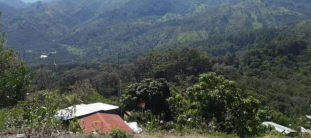 Paysage plantation café